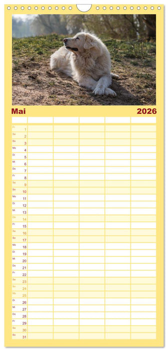 Kaukasischer Owtscharka (CALVENDO Familienplaner 2026)