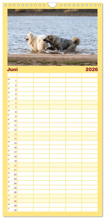 Kaukasischer Owtscharka (CALVENDO Familienplaner 2026)