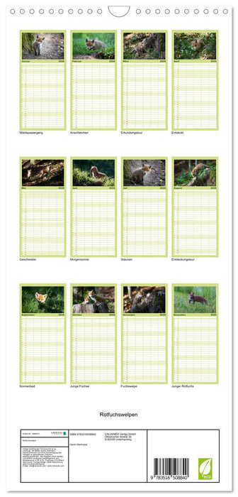 Rotfuchswelpen (CALVENDO Familienplaner 2026)