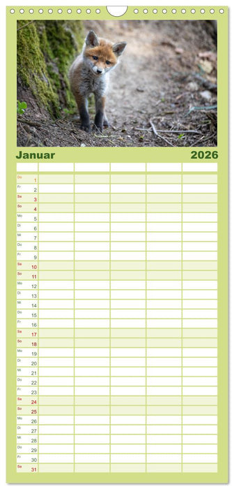 Rotfuchswelpen (CALVENDO Familienplaner 2026)