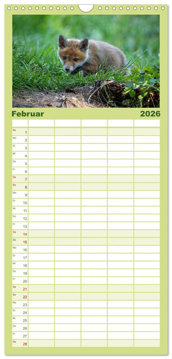 Rotfuchswelpen (CALVENDO Familienplaner 2026)