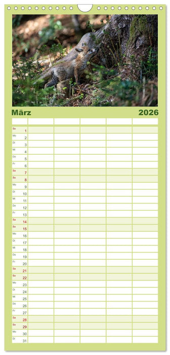 Rotfuchswelpen (CALVENDO Familienplaner 2026)