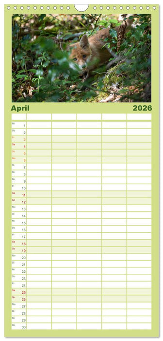 Rotfuchswelpen (CALVENDO Familienplaner 2026)