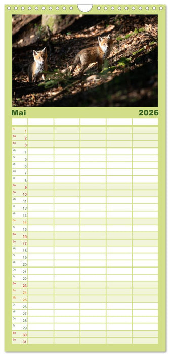 Rotfuchswelpen (CALVENDO Familienplaner 2026)