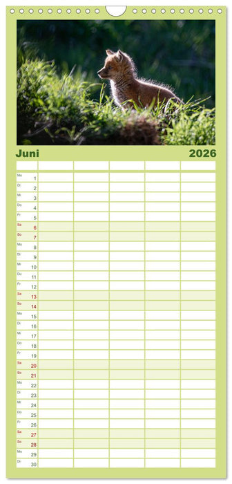 Rotfuchswelpen (CALVENDO Familienplaner 2026)