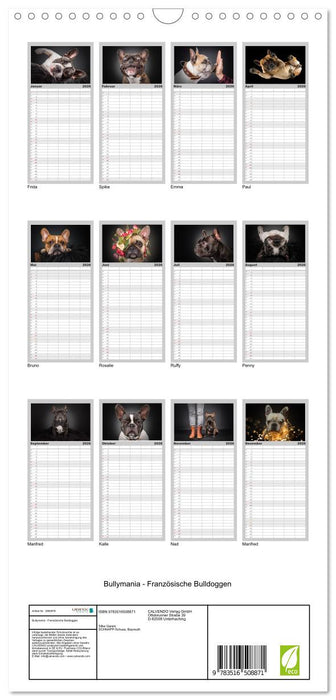 Bullymania - Französische Bulldoggen (CALVENDO Familienplaner 2026)