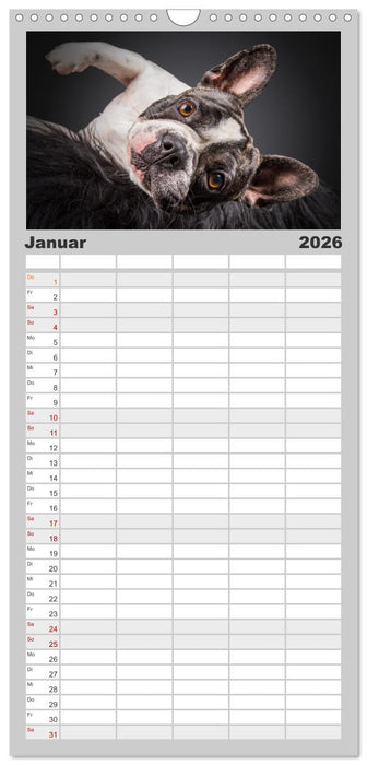 Bullymania - Französische Bulldoggen (CALVENDO Familienplaner 2026)