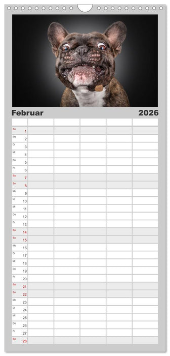 Bullymania - Französische Bulldoggen (CALVENDO Familienplaner 2026)
