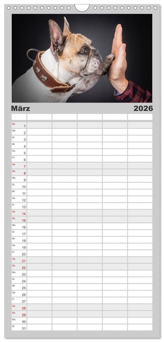 Bullymania - Französische Bulldoggen (CALVENDO Familienplaner 2026)