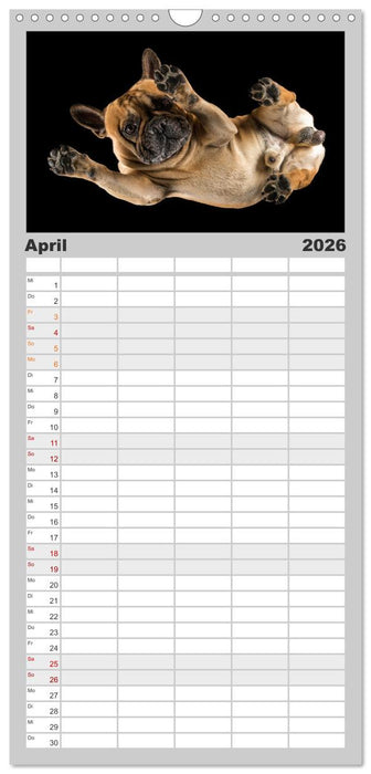 Bullymania - Französische Bulldoggen (CALVENDO Familienplaner 2026)