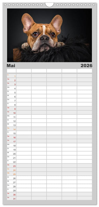 Bullymania - Französische Bulldoggen (CALVENDO Familienplaner 2026)