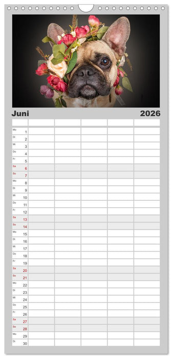 Bullymania - Französische Bulldoggen (CALVENDO Familienplaner 2026)