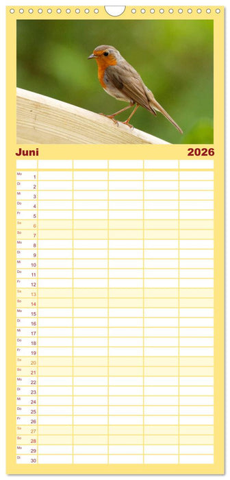 Rotkehlchen - Fotografiert von Ostfriesenfotografie (CALVENDO Familienplaner 2026)