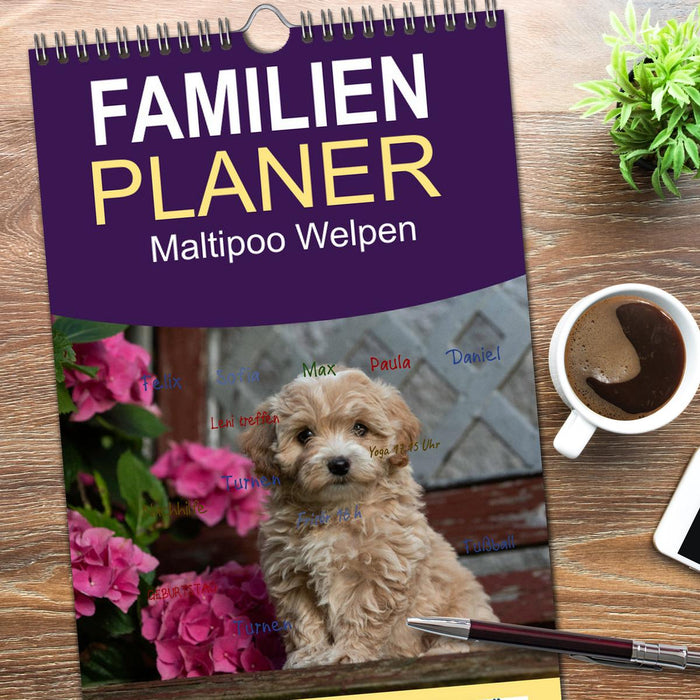 Maltipoo Welpen (CALVENDO Familienplaner 2026)