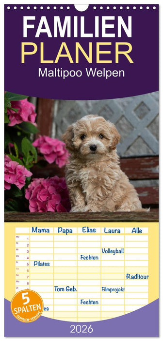 Maltipoo Welpen (CALVENDO Familienplaner 2026)