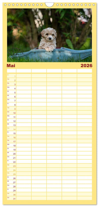 Maltipoo Welpen (CALVENDO Familienplaner 2026)