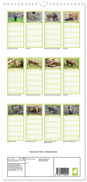 Heimische Tiere - Wildschweine (CALVENDO Familienplaner 2026)