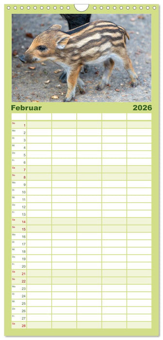 Heimische Tiere - Wildschweine (CALVENDO Familienplaner 2026)
