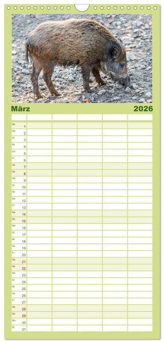 Heimische Tiere - Wildschweine (CALVENDO Familienplaner 2026)