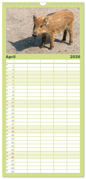 Heimische Tiere - Wildschweine (CALVENDO Familienplaner 2026)