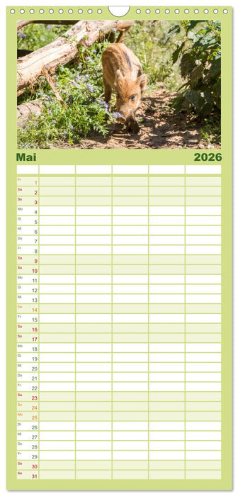 Heimische Tiere - Wildschweine (CALVENDO Familienplaner 2026)