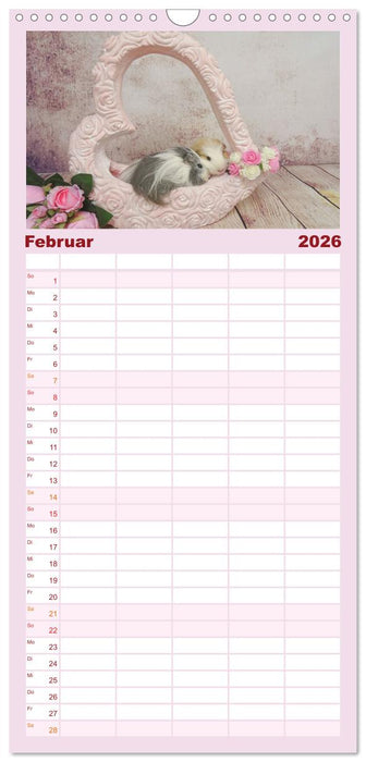 Familienplaner MEERSCHWEINCHEN verzaubern uns (CALVENDO Familienplaner 2026)