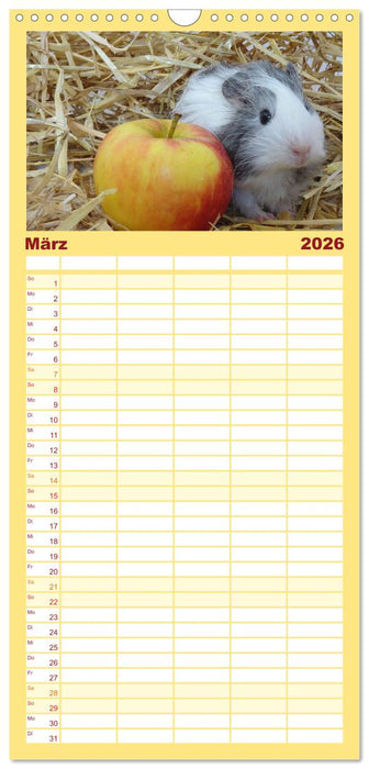 Familienplaner MEERSCHWEINCHEN verzaubern uns (CALVENDO Familienplaner 2026)