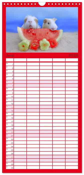 Familienplaner MEERSCHWEINCHEN verzaubern uns (CALVENDO Familienplaner 2026)