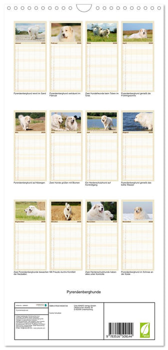Pyrenäenberghunde (CALVENDO Familienplaner 2026)