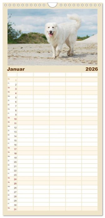 Pyrenäenberghunde (CALVENDO Familienplaner 2026)