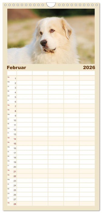 Pyrenäenberghunde (CALVENDO Familienplaner 2026)