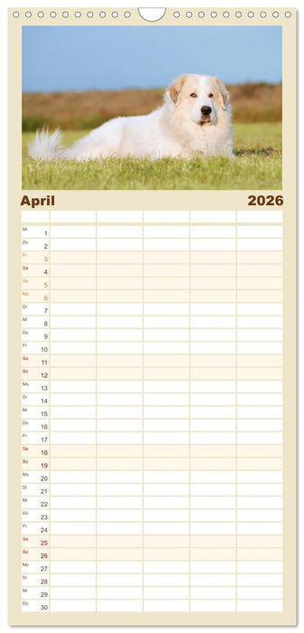 Pyrenäenberghunde (CALVENDO Familienplaner 2026)