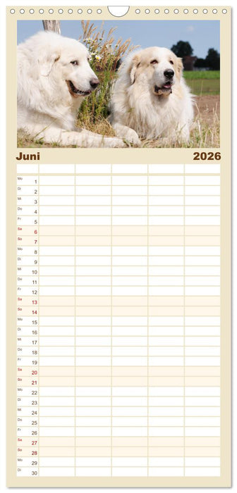 Pyrenäenberghunde (CALVENDO Familienplaner 2026)