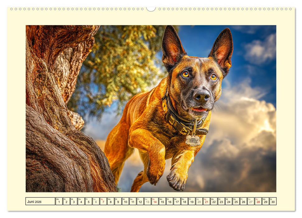 Malinois im Einsatz. Heldenhafte Hunde mit Ausdauer und Mut (CALVENDO Premium Wandkalender 2026)