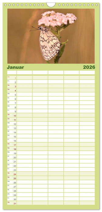 Schmetterlinge. Schimmernde Zauberwesen (CALVENDO Familienplaner 2026)