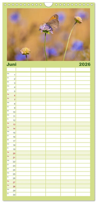 Schmetterlinge. Schimmernde Zauberwesen (CALVENDO Familienplaner 2026)