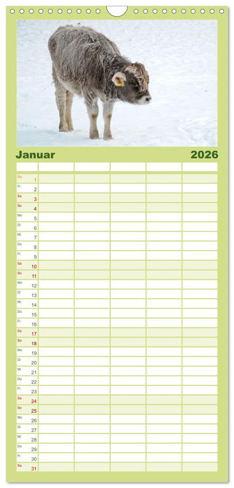 Die Kuh macht Muuuh! (CALVENDO Familienplaner 2026)