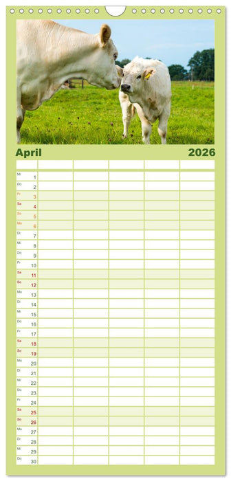 Die Kuh macht Muuuh! (CALVENDO Familienplaner 2026)