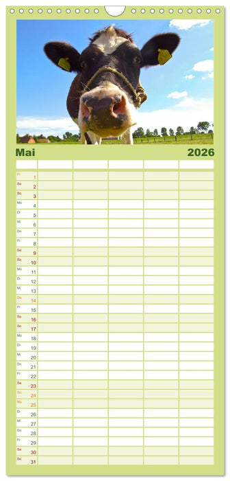 Die Kuh macht Muuuh! (CALVENDO Familienplaner 2026)