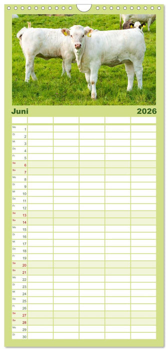 Die Kuh macht Muuuh! (CALVENDO Familienplaner 2026)