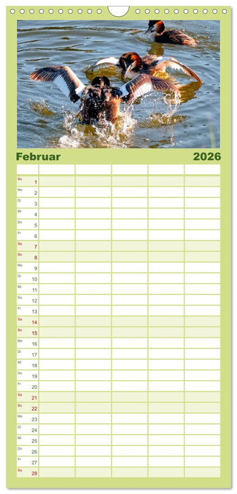 Tierkampf - Rivalen vertreiben (CALVENDO Familienplaner 2026)