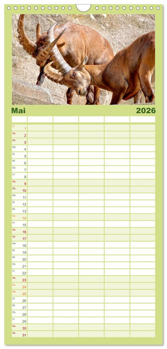 Tierkampf - Rivalen vertreiben (CALVENDO Familienplaner 2026)