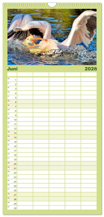 Tierkampf - Rivalen vertreiben (CALVENDO Familienplaner 2026)