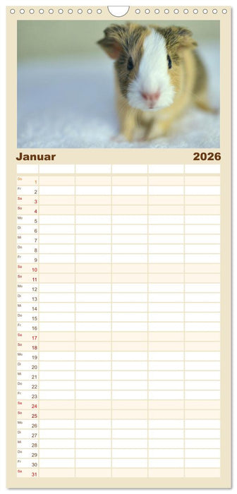 Familienplaner BABY Meerschweinchen Traumhaft süß (CALVENDO Familienplaner 2026)