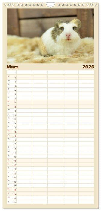 Familienplaner BABY Meerschweinchen Traumhaft süß (CALVENDO Familienplaner 2026)