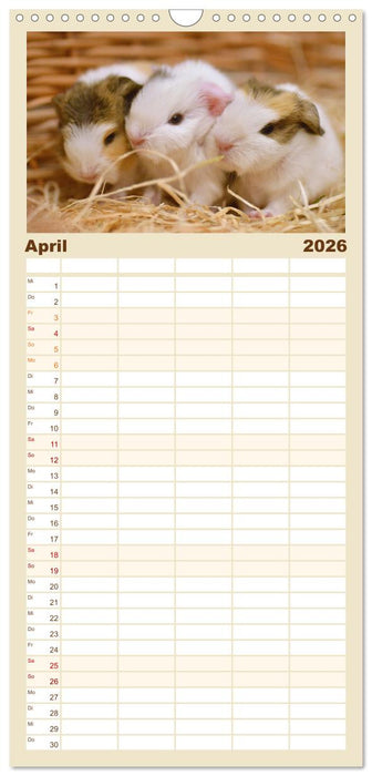 Familienplaner BABY Meerschweinchen Traumhaft süß (CALVENDO Familienplaner 2026)