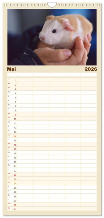 Familienplaner BABY Meerschweinchen Traumhaft süß (CALVENDO Familienplaner 2026)