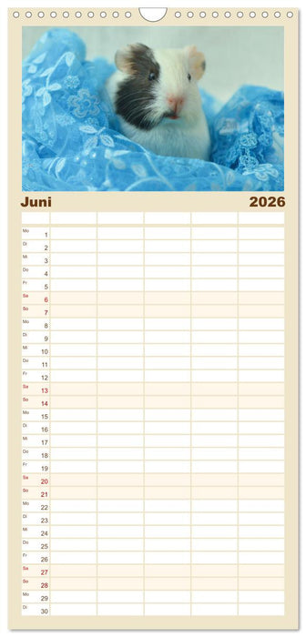 Familienplaner BABY Meerschweinchen Traumhaft süß (CALVENDO Familienplaner 2026)