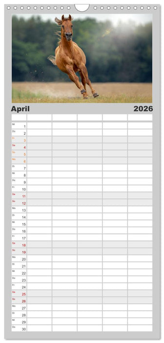 Faszination Westernpferde (CALVENDO Familienplaner 2026)