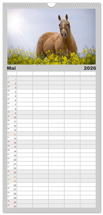 Faszination Westernpferde (CALVENDO Familienplaner 2026)